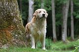 GOLDEN RETRIEVER 375